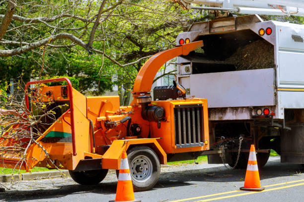 How Our Tree Care Process Works  in Livermore, CA